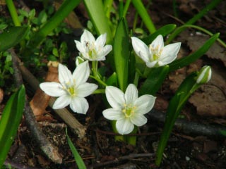 Ornithogalum olygophyllum Breedbladige vogelmelk bestellen